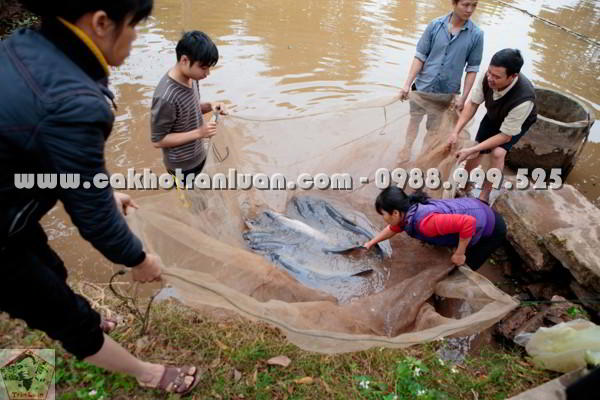 Kéo cá trắm đen